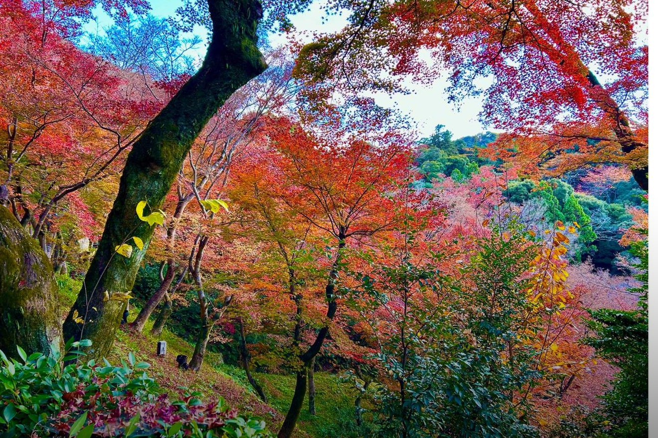 Autumn maples in a Japanese garden