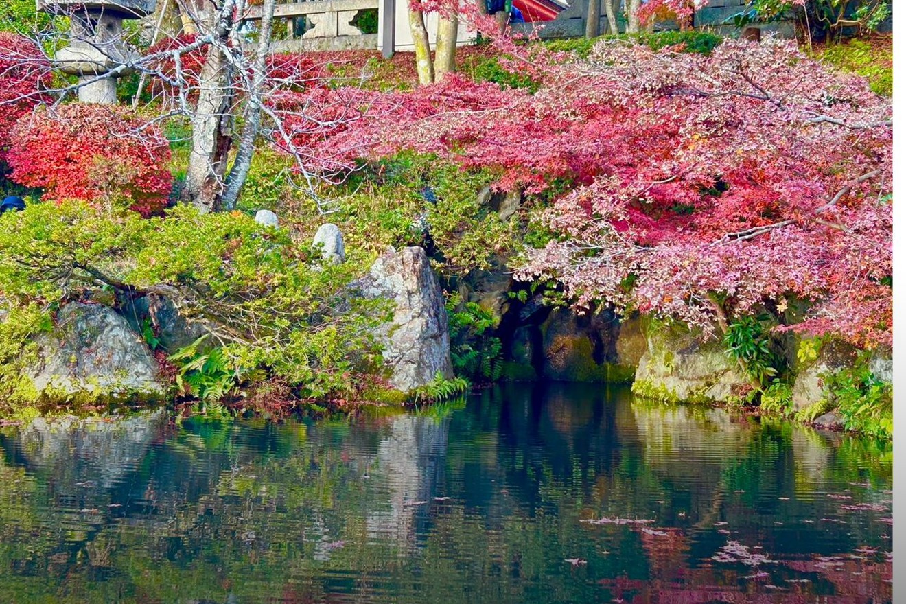 Japanese garden pond with autumn maples